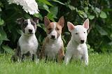 BULL TERRIER MINIATURE 133